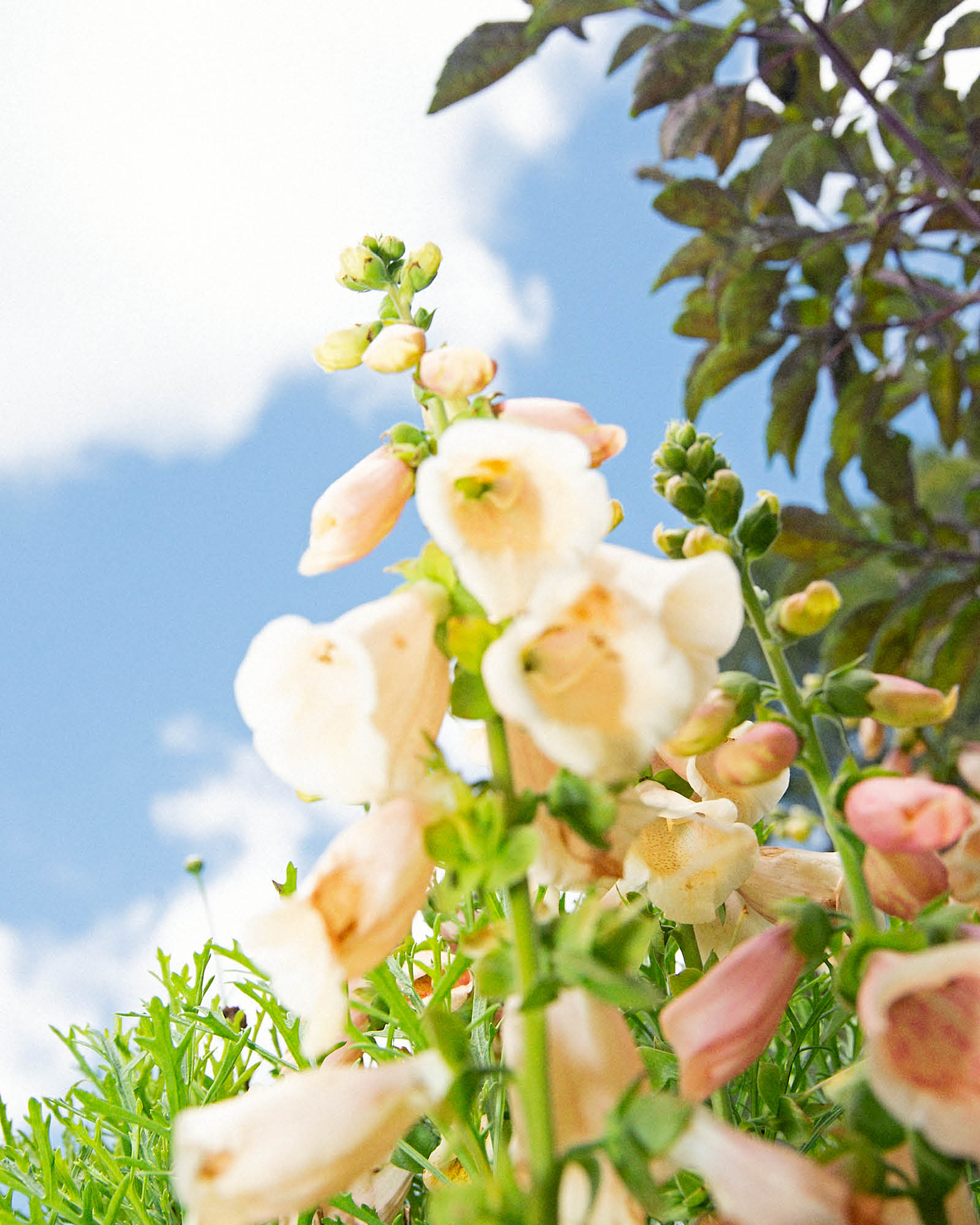 Close-up of sunflowers and blue sky from the same shoot, evoking the laid-back, sunlit vibe of Fallenbrokenstreet’s nature-inspired styling.